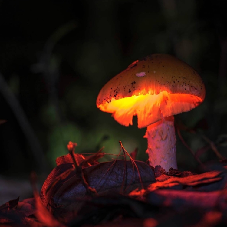 Hongos