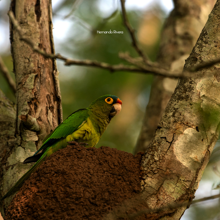 Perico Colima