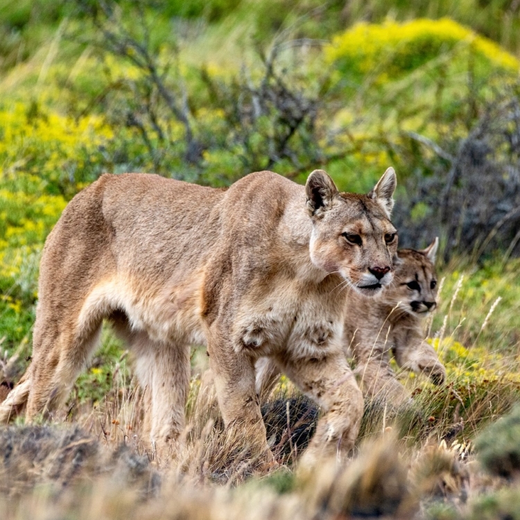 Puma Andino