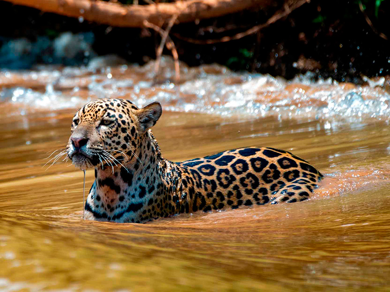 Jaguar Nadando